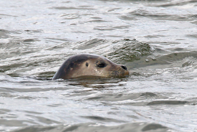 Gewone Zeehond